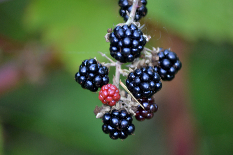 Delicious Wild Mt Hood Blackberries
